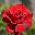 Роза чайно-гибридная ‘Le Rouge et le Noir’